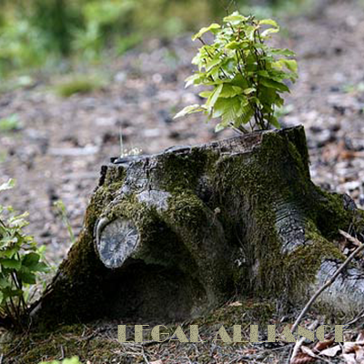 Legal Alliance Company Has Won Once Again in the Struggle for Bykivnyanskyi Forest